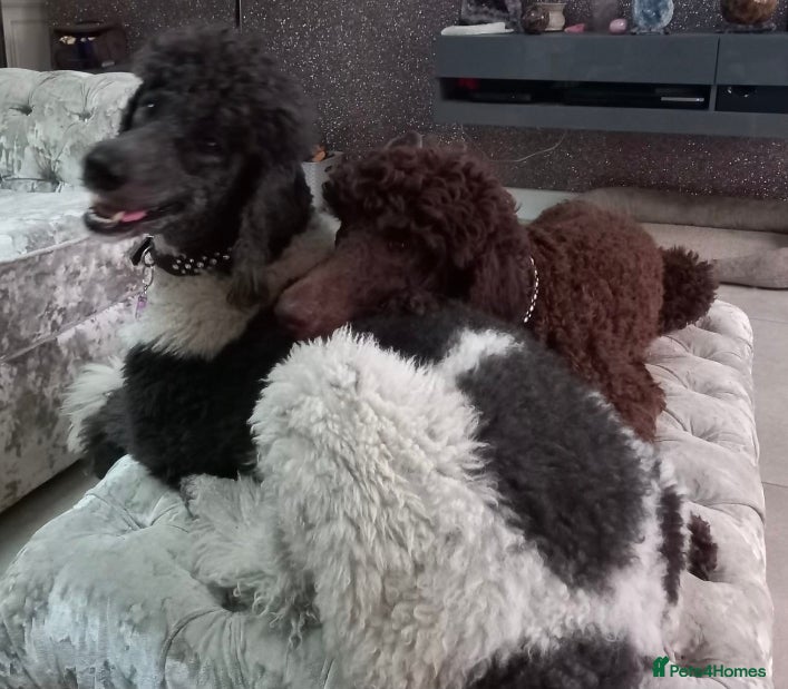 Standard Poodle dogs Standard Parti Poodles wait list now open - Advert 8