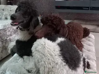 Standard Poodle dogs Standard Parti Poodles wait list now open - Advert 8