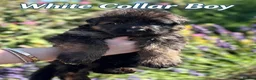 German Shepherd dogs for sale: Chunky Fluffy Long-Haired German Shepherd Puppies - Advert 7