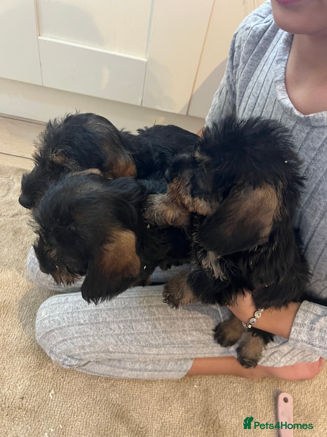 Dachshund dogs for sale: Miniature soft haired teckel dachshunds  - Advert 8