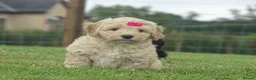 Cockapoo dogs for sale: Stunning Cockapoo Puppies  - Advert 16