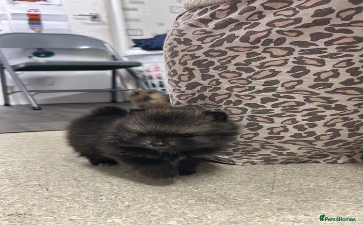 Pomeranian dogs - Advert 4