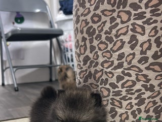 Pomeranian dogs Litter of pomeranians - Advert 16