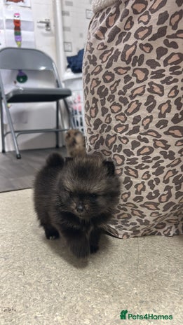 Pomeranian dogs - Advert 4