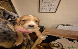 Cocker Spaniel dogs for sale: Beautiful kc working cocker spaniel puppies  - Image 12