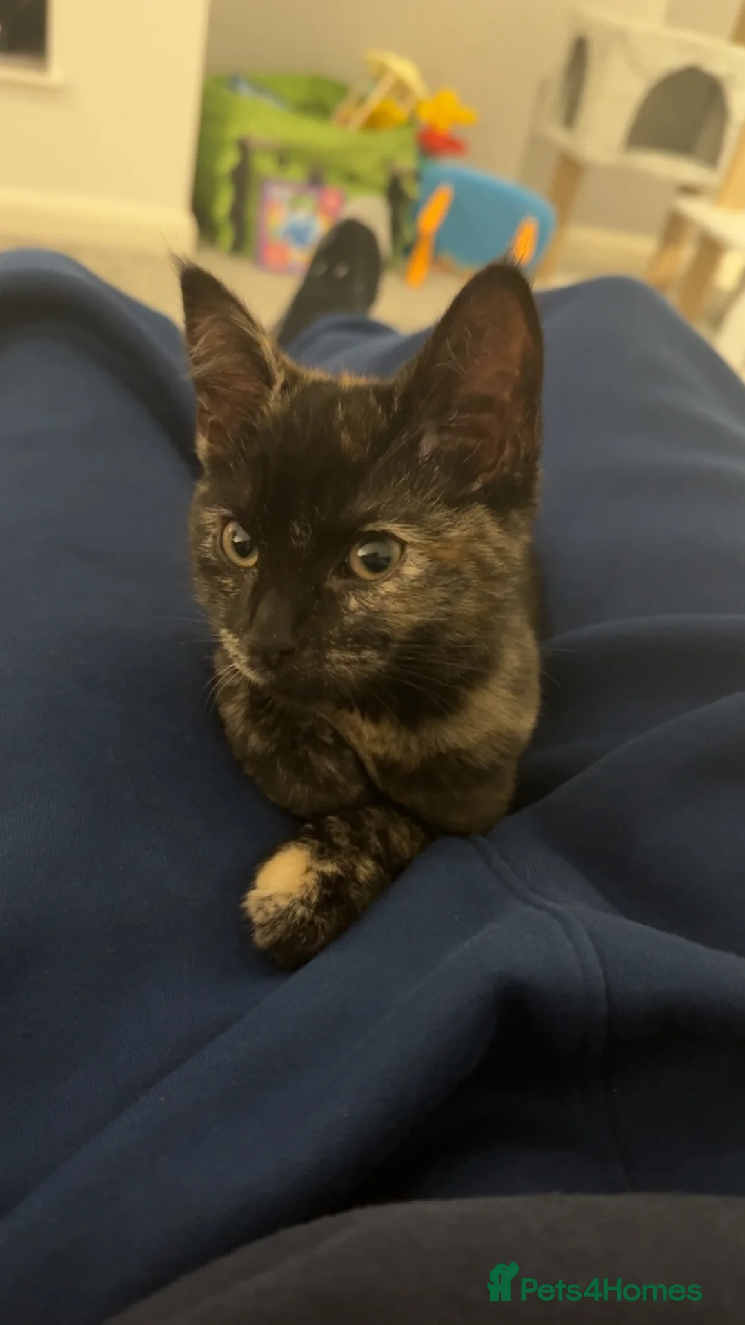 British Shorthair cats for sale: Luna  - Advert 3