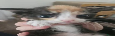 Mixed Breed Kitten 3