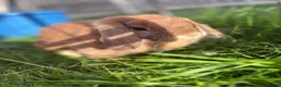 Mini Lop rabbits for sale: gorgeous mini lop - Advert 6