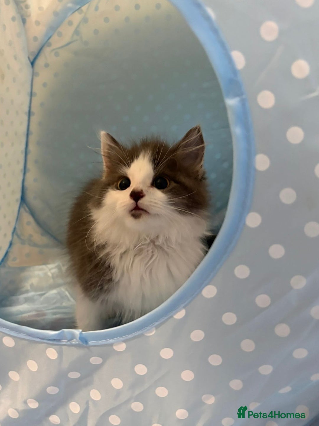 Ragdoll cats for sale: Ragdoll cross British Shorthair Kitten - Advert 18