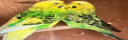 Budgerigars birds for sale: Baby budgies and pairs for sale  - Advert 17