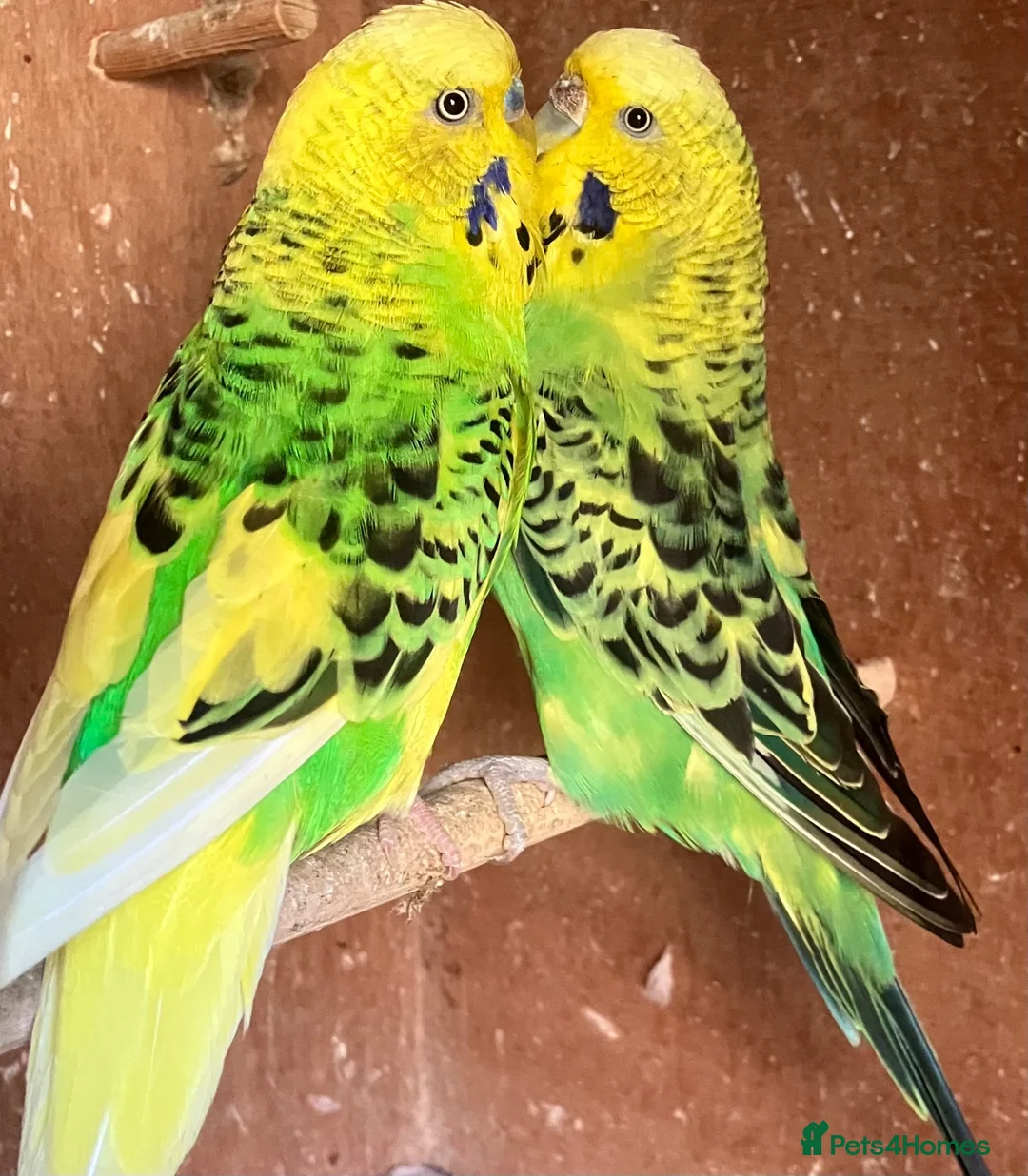Budgerigars birds for sale: Baby budgies and pairs for sale  - Advert 17