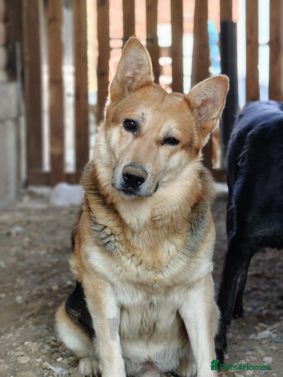 Mixed Breed dogs for adoption: Axel needs the best home  - Image 5
