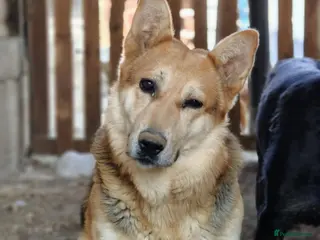 Mixed Breed dogs Axel needs the best home - Advert 2