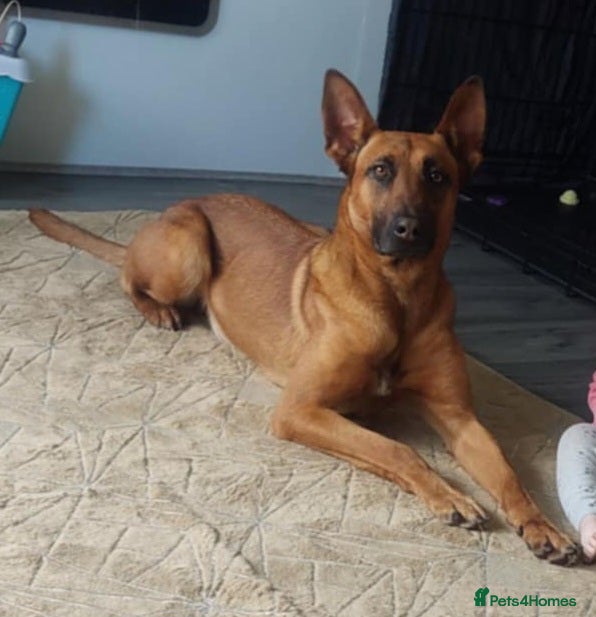 Belgian Shepherd Dog dogs Belgium malinois  - Advert 1