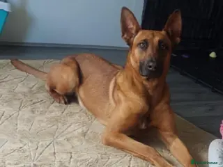 Belgian Shepherd Dog dogs Belgium malinois - Advert 1