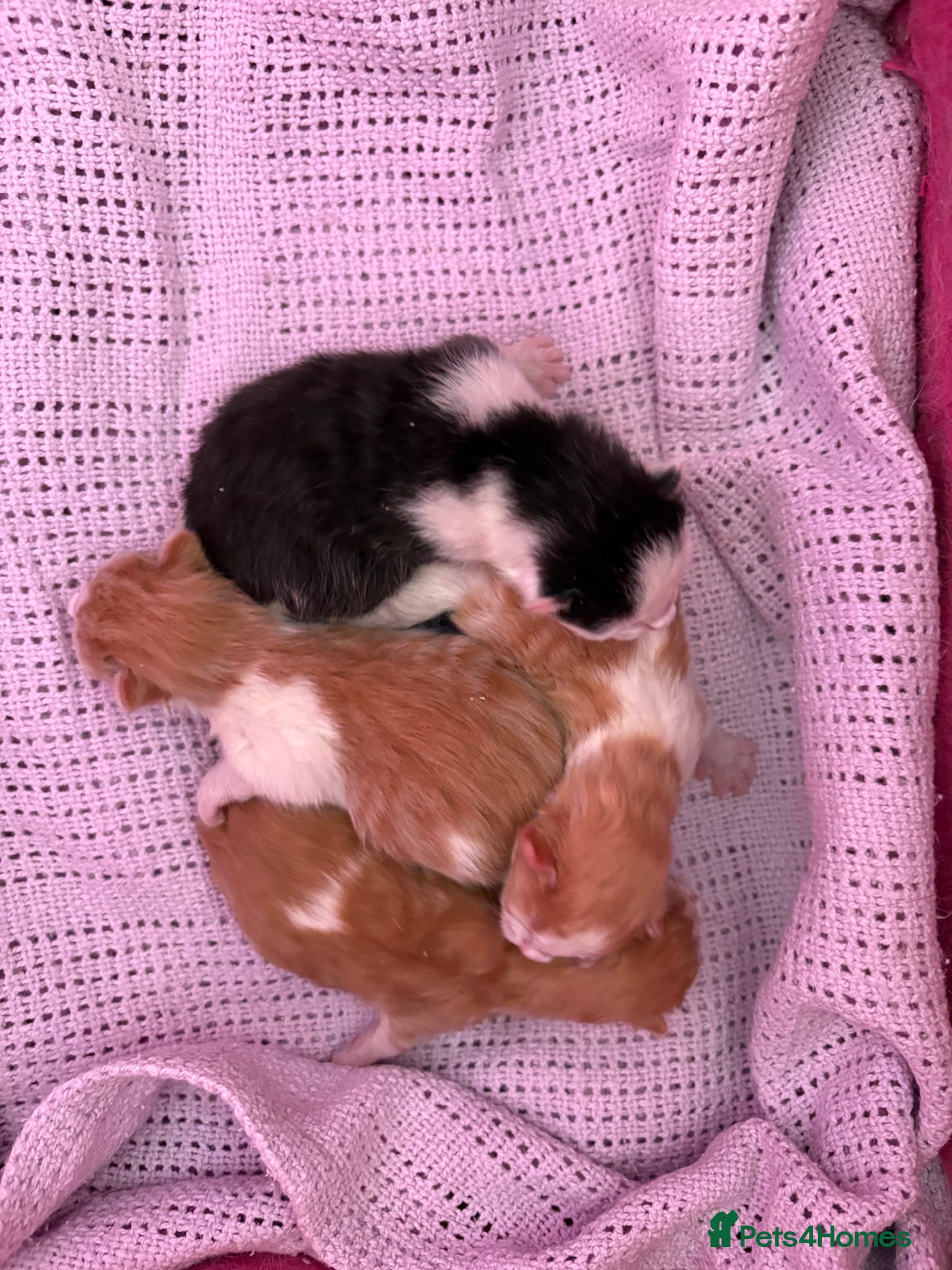 Mixed Breed cats Beautiful kittens  - Advert 16