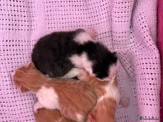 Mixed Breed cats Beautiful kittens - Advert 16