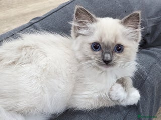 Ragdoll cats - Advert 35