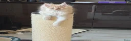 Maine Coon cats for sale: Beautiful Maine Coon kittens for sale. Two boys.🦁 - Advert 9