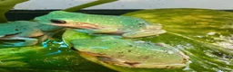 Frog reptiles for sale: Whites tree frog juveniles  - Advert 4