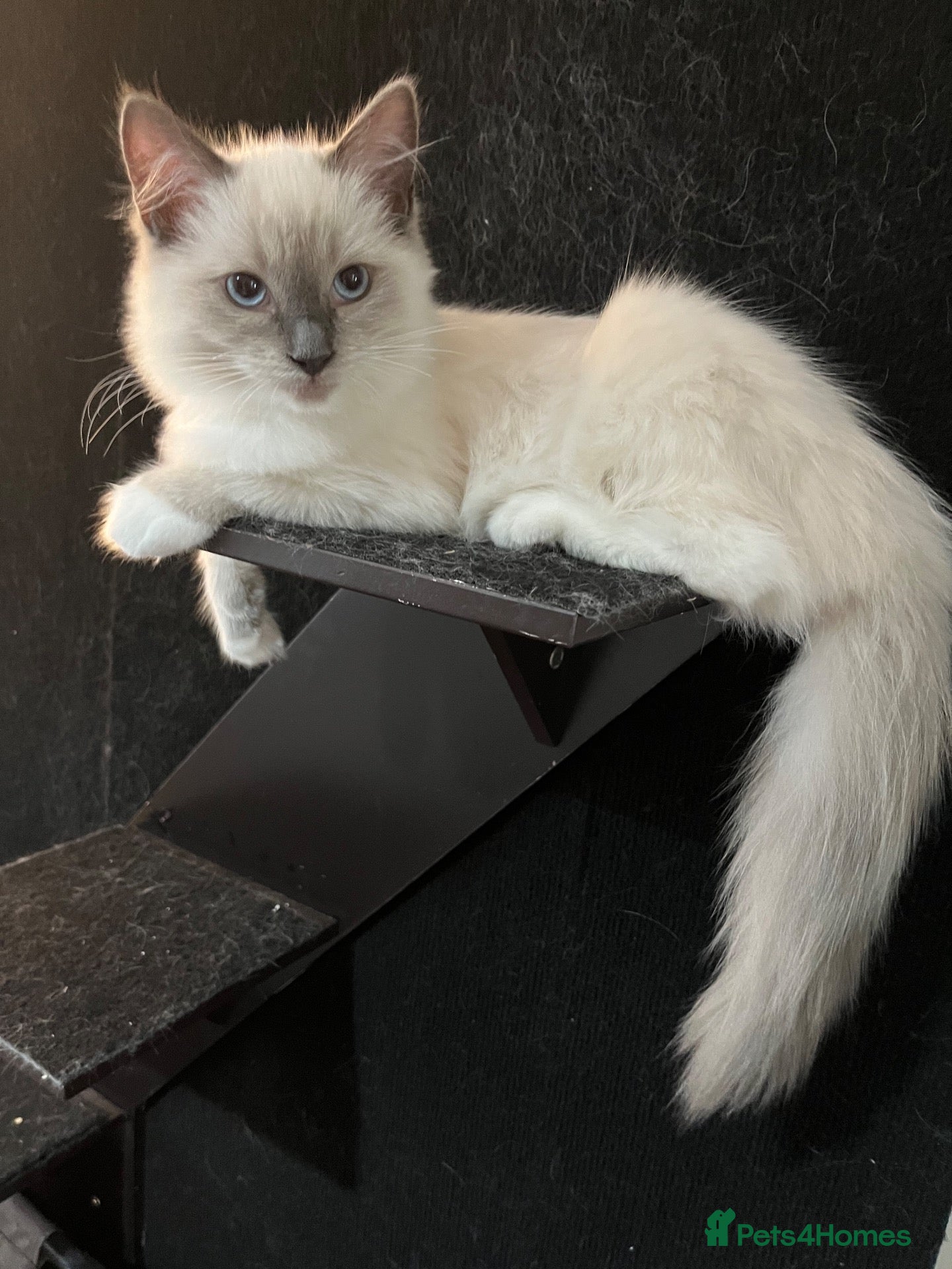 Ragdoll cats ❤️Beautiful baby girl 😍 - Advert 2