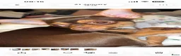 Chihuahua dogs for sale: Mrs McNally  - Advert 8