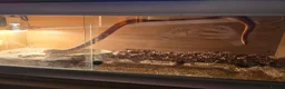 Corn Snake reptiles for sale: Red corn snake - Advert 2