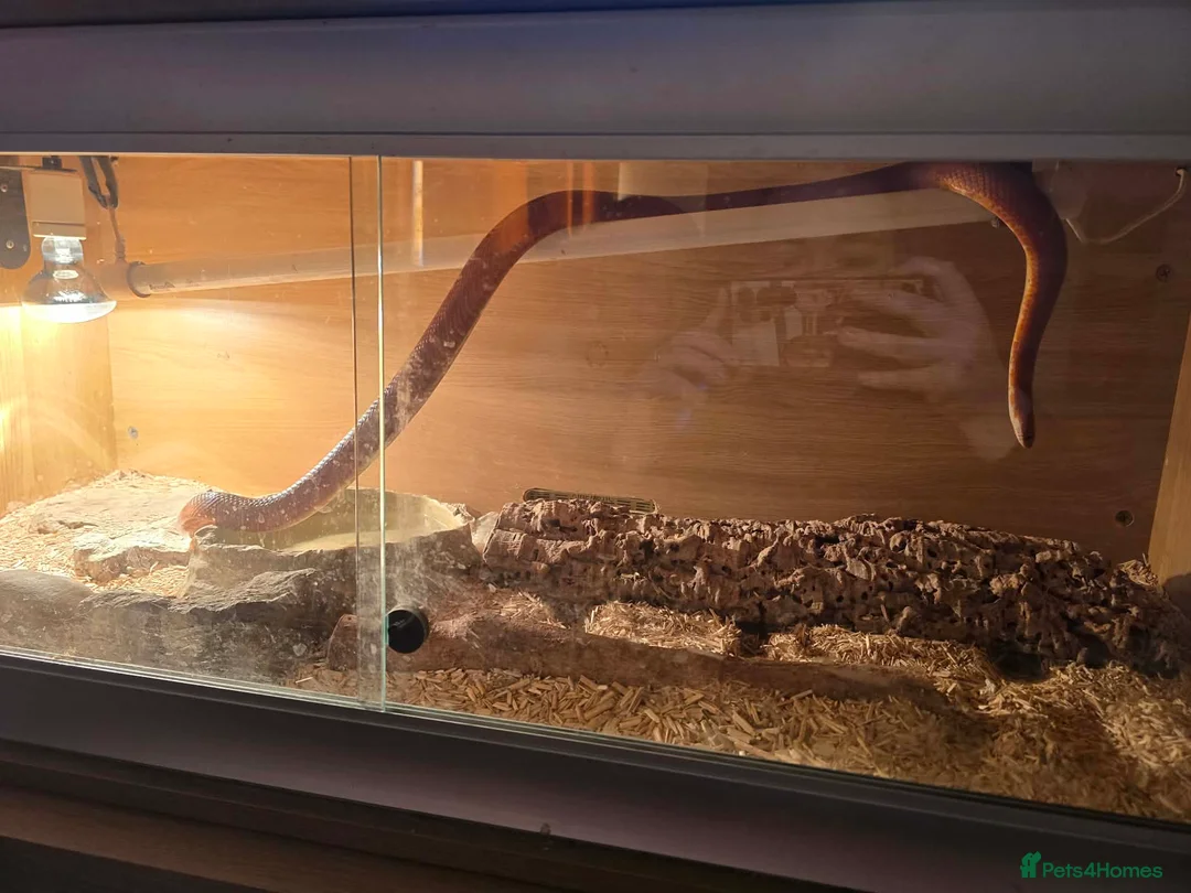 Corn Snake reptiles for sale: Red corn snake - Advert 2