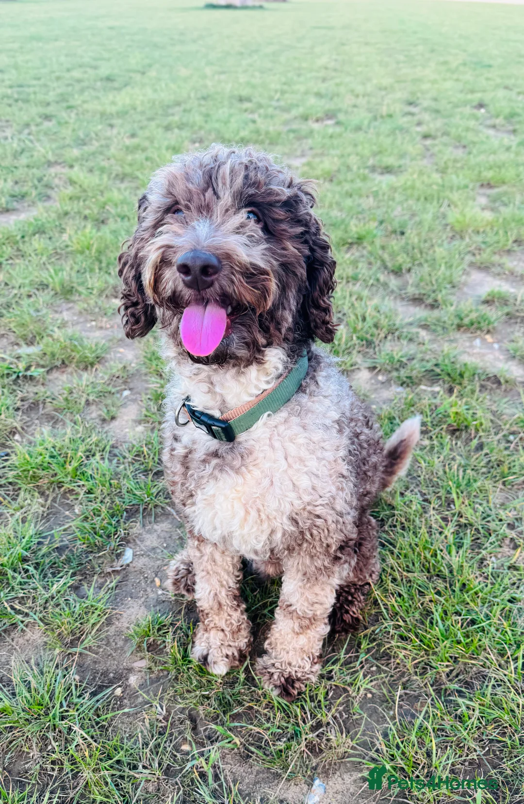 Miniature Poodle dogs for stud: Chocolate Merle Miniature Poodle Stud 🐾🐾🐾 - Advert 3