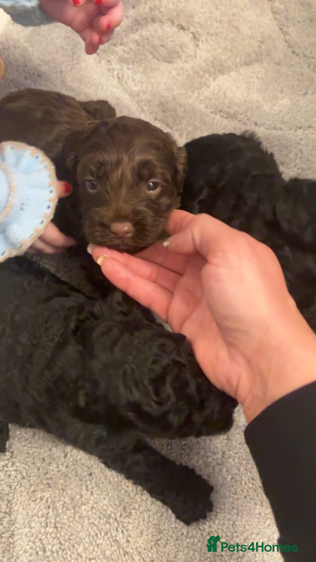 Cockapoo dogs for sale: Beautiful cockapoo puppies for sale - Advert 10