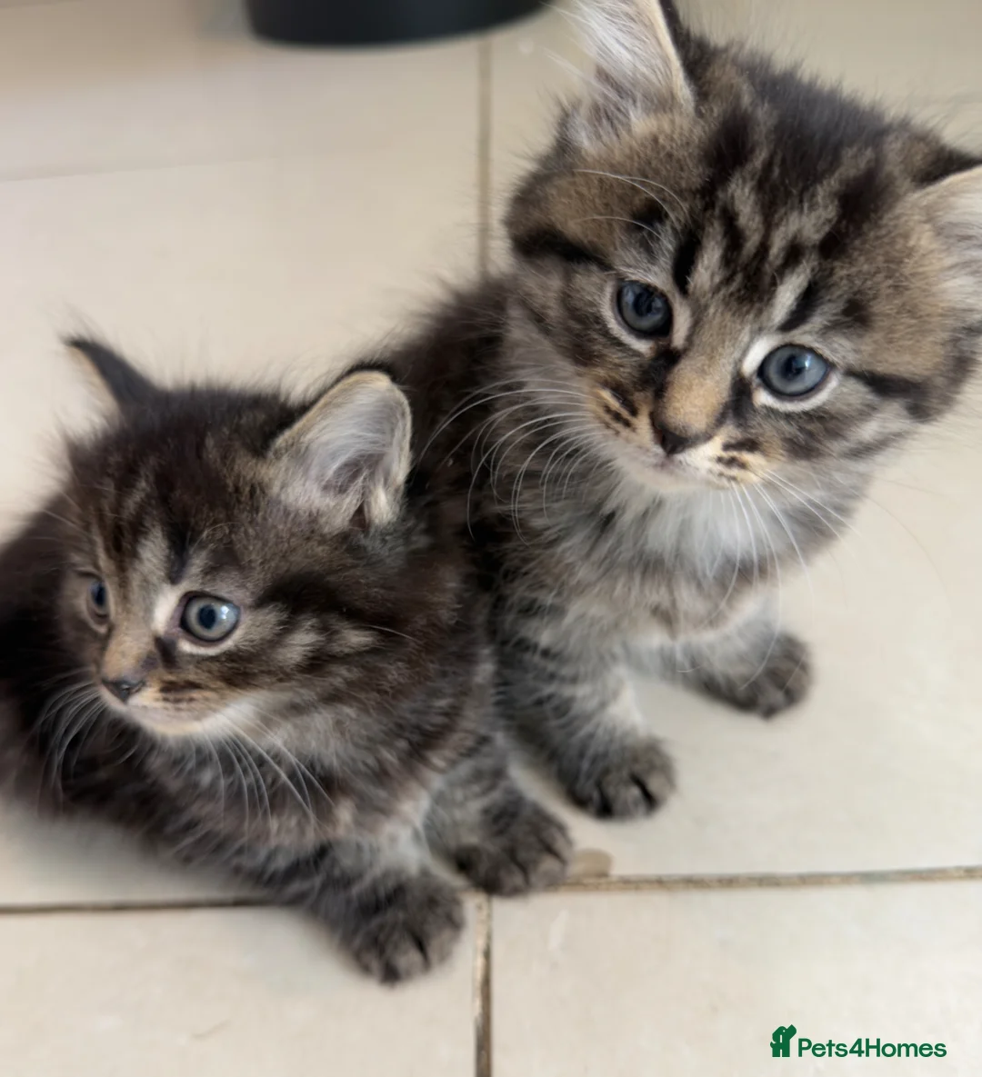 Russian Blue cats for sale: Tabby and Russian Blue mixed kittens in Feltham - Advert 1
