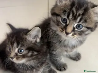 Russian Blue cats Tabby and Russian Blue mixed kittens - Advert 1