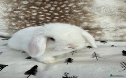 Mini Lop rabbits for sale: Pure mini lops  - Image 4