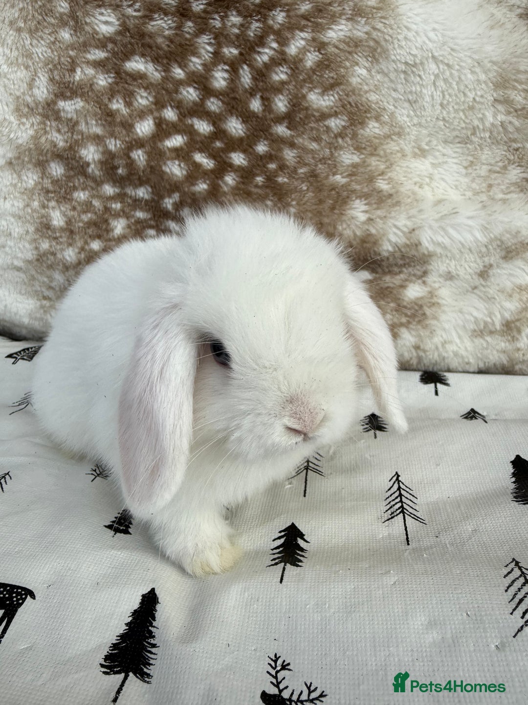 Mini Lop rabbits for sale: Pure mini lops  - Image 4