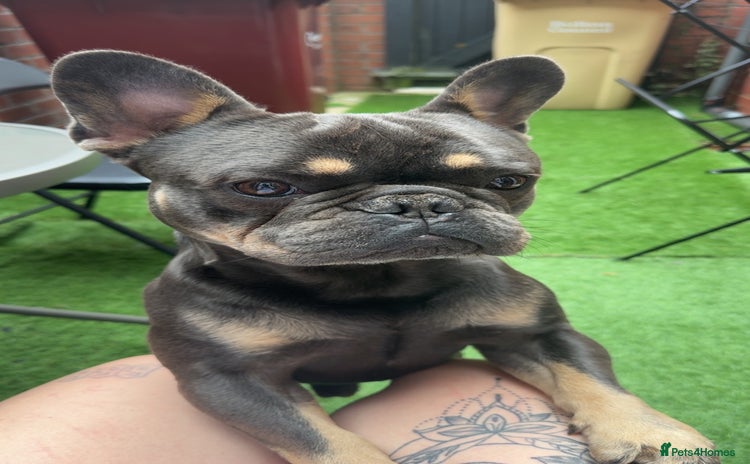 French Bulldog dogs - Advert 1