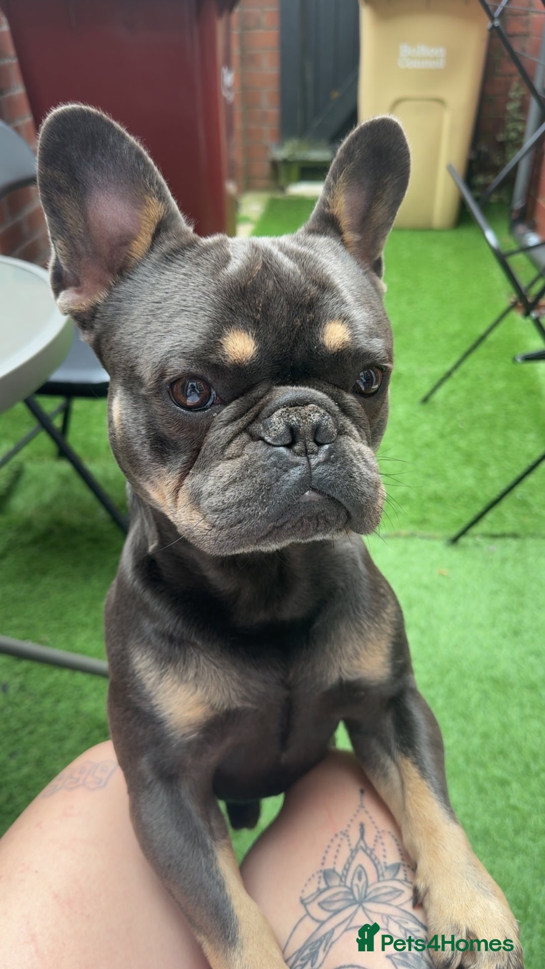 French Bulldog dogs for sale: 2 year old male, name is Blue - Image 1