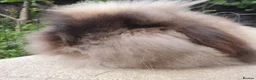 Mini Lion Lop rabbits for sale: Lion lop girl - Advert 5