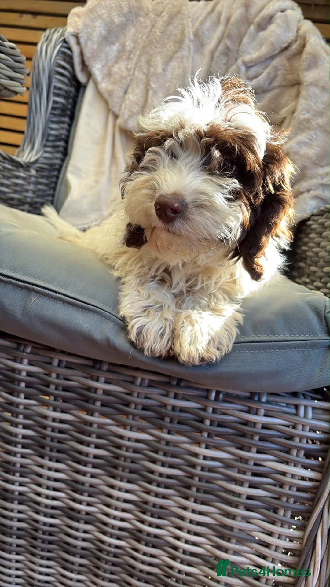 Cockapoo dogs for sale: Female cockapoo  - Advert 5