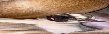 Bogeyes