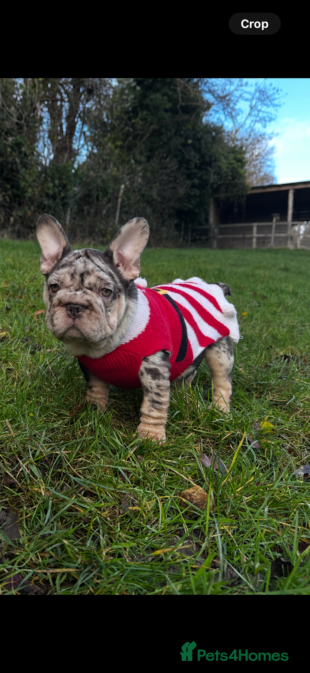 French Bulldog dogs for sale: Ready now-  Well bred, beautiful temperament pups - Advert 16