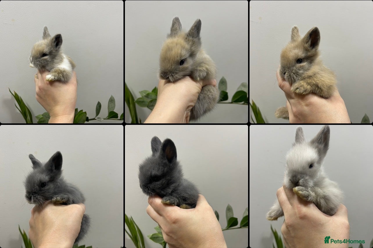 Lionhead rabbits Adorable Lionhead bunnies - Advert 5