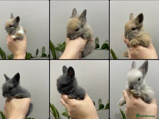 Lionhead rabbits Adorable Lionhead bunnies - Advert 5