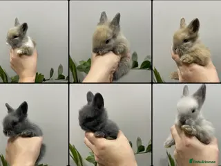 Lionhead rabbits Adorable Lionhead bunnies - Advert 13