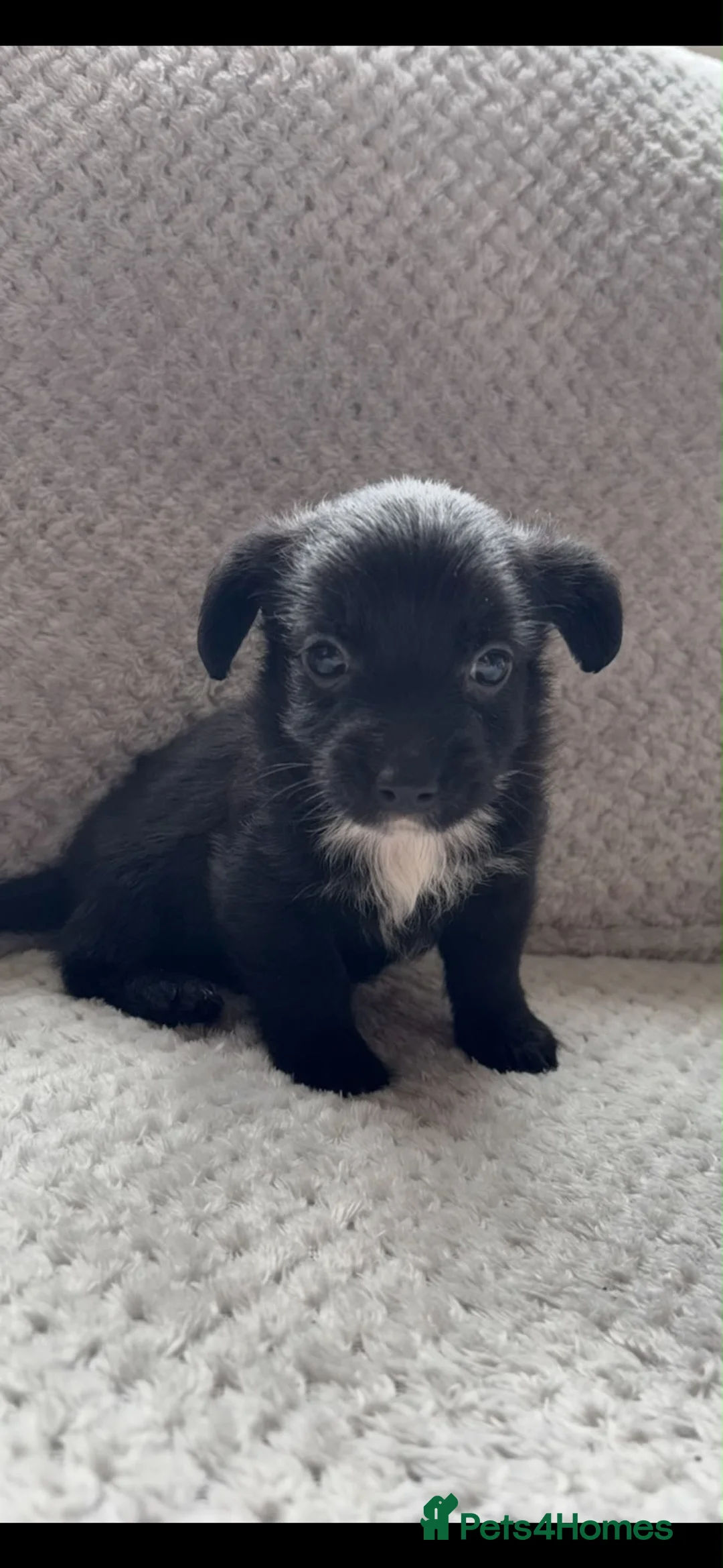 Jack Russell dogs for sale: 1 boy left  - Advert 2