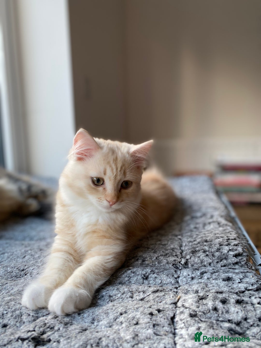 Siberian cats for sale: ✨ Siberian Kitten (ready for her new home now) ✨ - Image 9