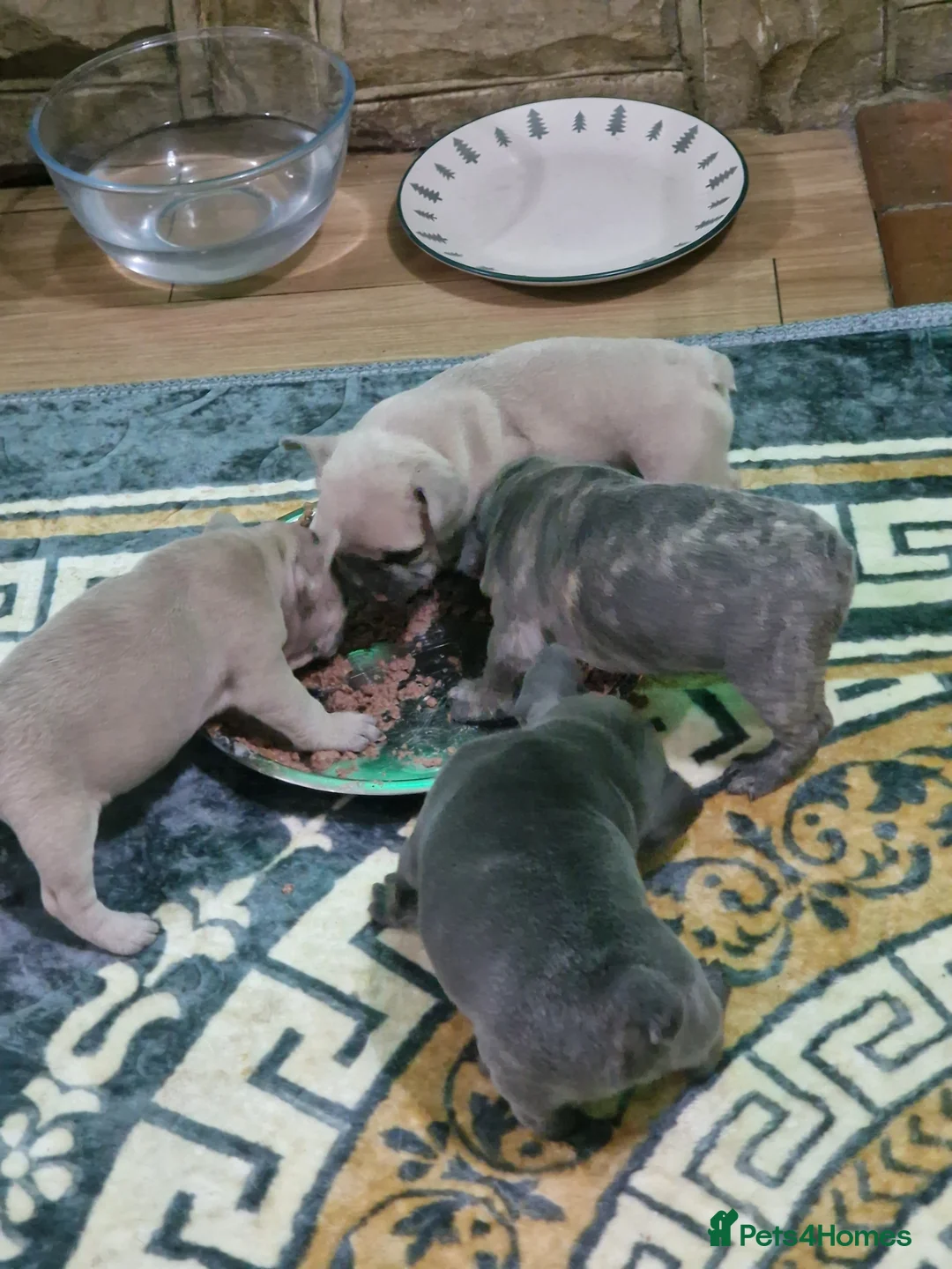 French Bulldog dogs for sale: Beautiful blue french bulldogs puppies  - Advert 13