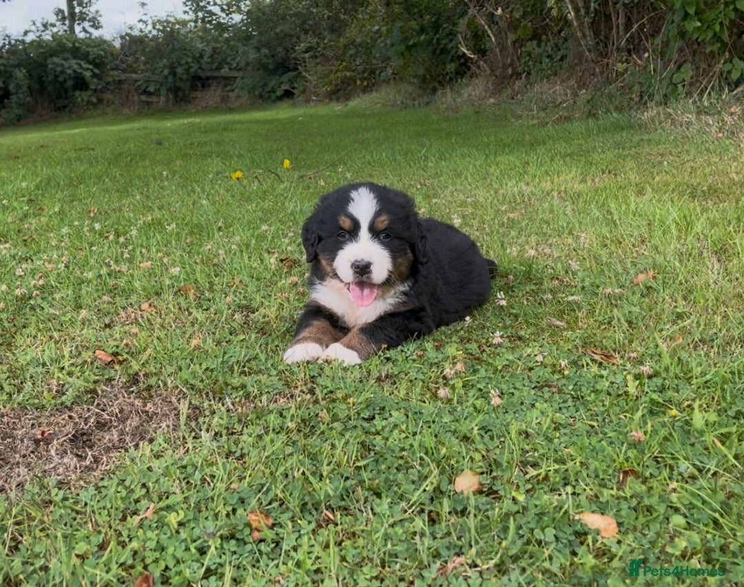 Bernese Mountain Dog dogs for sale: KC Reg Bernese Mountain Dog Puppies - Image 16