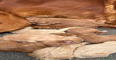 Mini Goldendoodle dogs - Advert 3