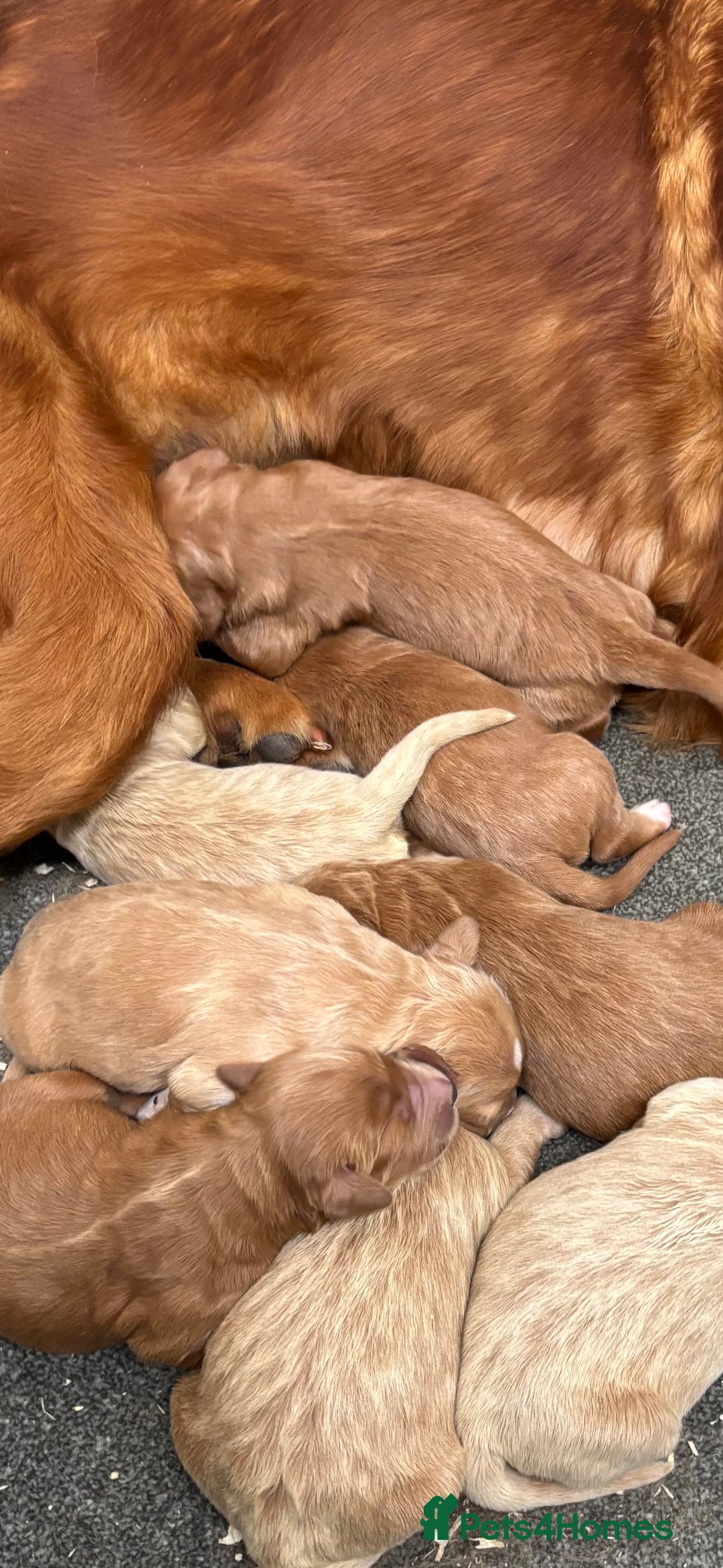 Mini Goldendoodle dogs for sale: F1 miniature Goldendoodle puppies. - Image 1