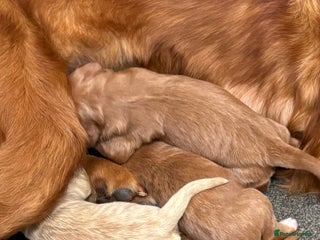 Mini Goldendoodle dogs - Advert 3